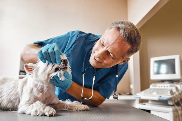 Best Walk-In Emergency Dentist in Mountain Park, GA